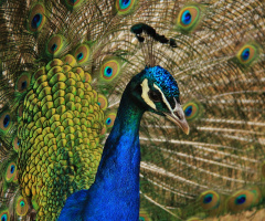 Peacock