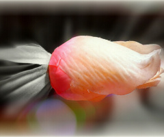 Blooming Bud 