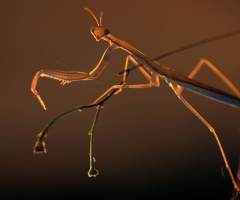 Mantis - Peygamber Devesi
