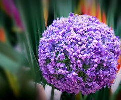 Flower Ball 