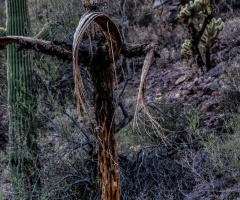 Dead Arizona Saguaro Cactus