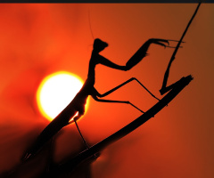 Mantis 2 - Peygamber Devesi