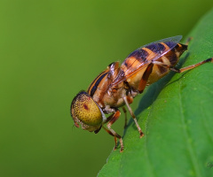 Hoverfly