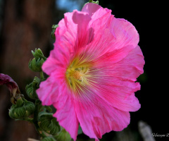 Pembe