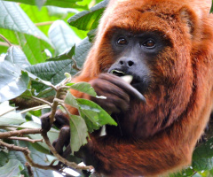 Red Bugio Monkey