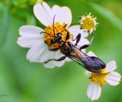 Wasp