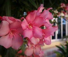 pink blooms 