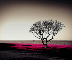 Tree II 