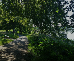 Under the trees by the lake