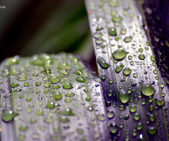 Rain drops 