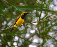 Sunbird