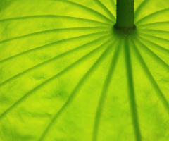 green umbrella