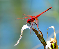 red .... 