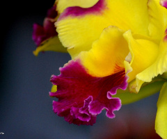Macro Orchid