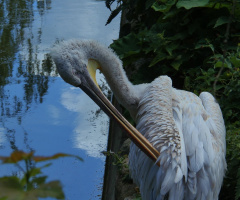 Dalmatian Pelican