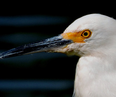Snowy  Egret