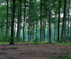 An early morning in August