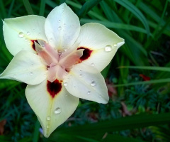 Harmonious