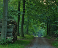 On the way through the forest...