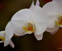 White orchid