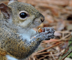Eating Nuts