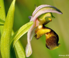 wild orchid 
