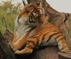 Amur Tiger