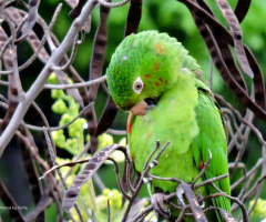 White eye Parakeet