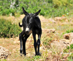 the black baby ..♥