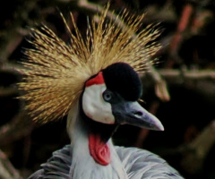 East African Crowned Crane