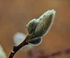 Life from early spring