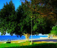 Resting Time @ Mid Noon 