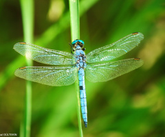 blue dragonfly
