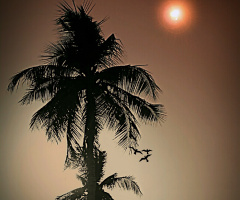 Trees at dusk 