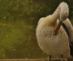 Dalmatian Pelican