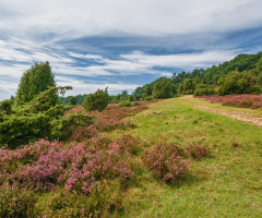 Lüneburger Heide