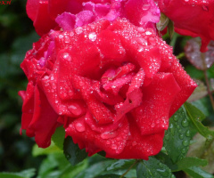 Red Rose (2)