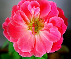 pink summer bloom 