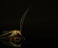 Grasshopper