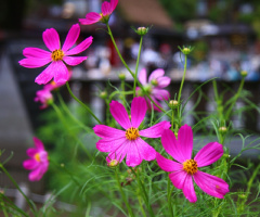 Cosmos
