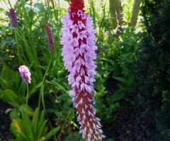 Blüte