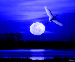 Dream in blue