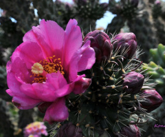 cactus flower