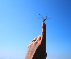 tip of finger