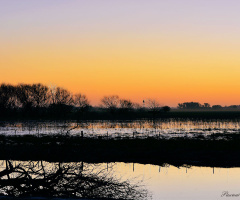 Field, water and sunset
