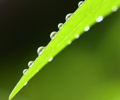 Macro