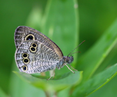 888 butterfly