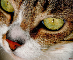 Details of the cat's eyes
