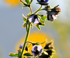 one flower. 