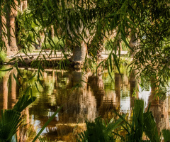 Agua Caliente Park In Tucson Arizona  9/6/15